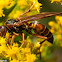 Northern Paper Wasp