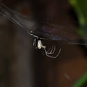 Araña de Jardín - Orchard Spider