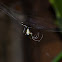 Araña de Jardín - Orchard Spider