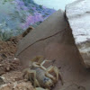 California common Scorpion