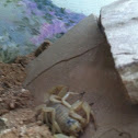 California common Scorpion