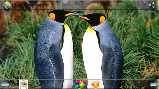 Penguin Wallpapers