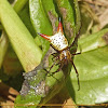 Arrow-shaped Spider