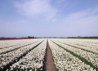 A field of tulips in Beemster Polder, north of Amsterdam in the Netherlands.