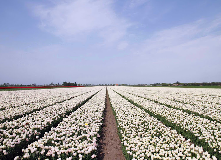 A field of tulips in Beemster Polder, north of Amsterdam in the Netherlands.