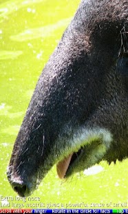 Animal Noses - náhled