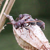 Dark-faced Brown Paper Wasp.