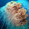 Crowned Jellyfish