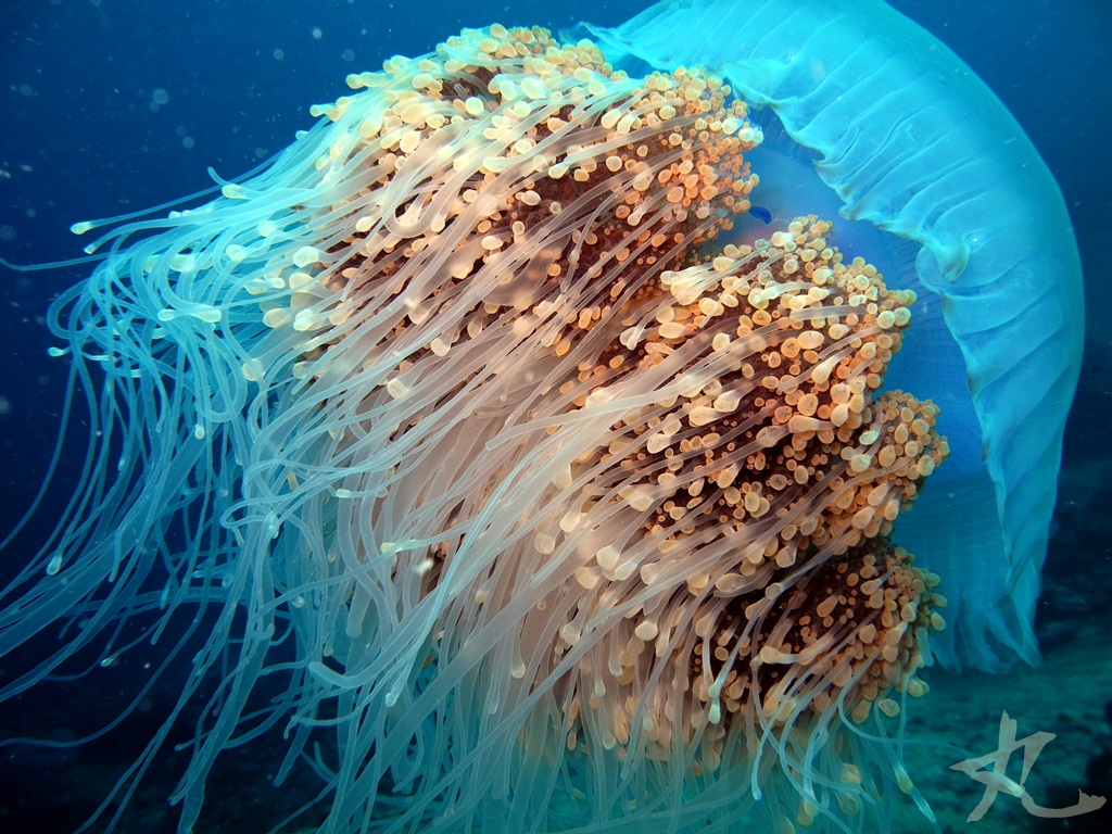 Crowned Jellyfish