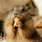 Black-tailed Prairie Dog