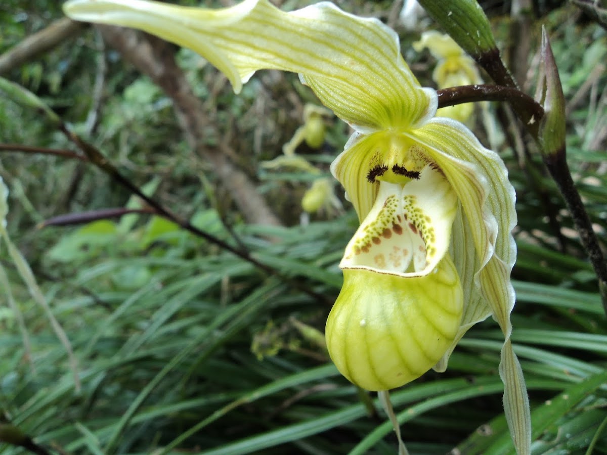 Lady Slipper Orchid