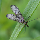 Schorpioenvlieg (Panorpa communis)