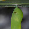 Evening Brown butterfly (chrysalis)