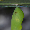 Evening Brown butterfly (chrysalis)