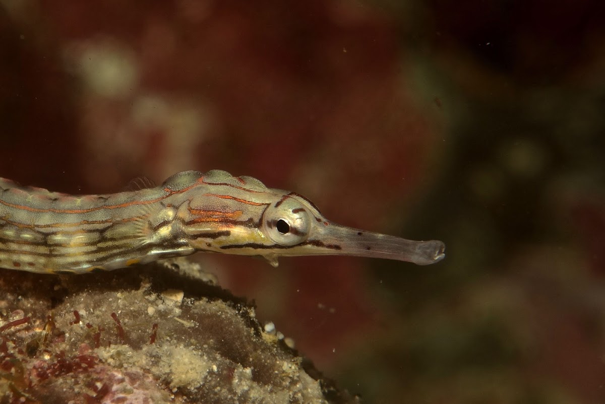 Scribbled Pipefish