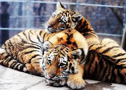Тигры Звуки живые обои - screenshot thumbnail