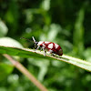 Eight-spotted Flea Beetle