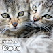 Hidden Object Games - Cats icon