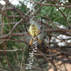 Orb-Weaver Spider (Black & Yellow Argiope)