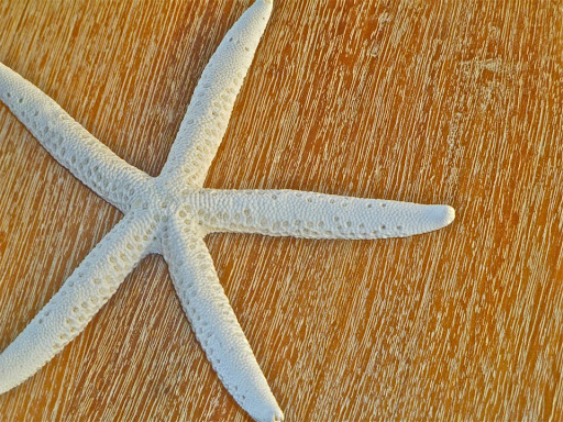 Starfish-on-Canouan-Island - A starfish, or sea star, found on Canouan Island, part of St. Vincent and the Grenadines. The island nation has about 1,200 residents.