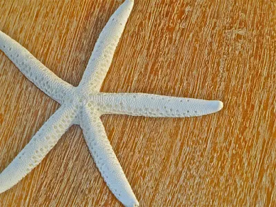 A starfish, or sea star, found on Canouan Island, part of St. Vincent and the Grenadines. The island nation has about 1,200 residents.
