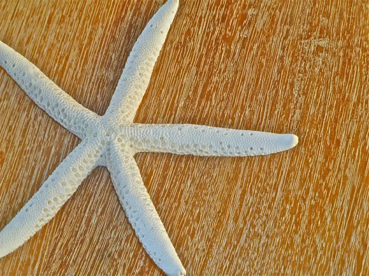 A starfish, or sea star, found on Canouan Island, part of St. Vincent and the Grenadines. The island nation has about 1,200 residents.
