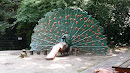 Peacock Slide