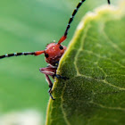 Long Horned Milkweed Beetle
