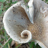 Brown Scaly Mushroom