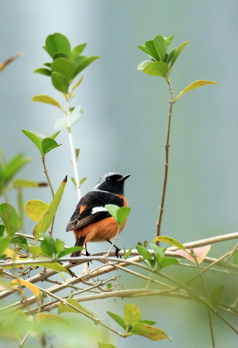 Daurian Redstart (北紅尾鴝)