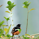 Daurian Redstart (北紅尾鴝)