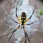 Black-and-yellow garden spider