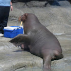 Northern Pacific Walrus