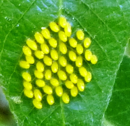 Eggs Of Leaf Beetle