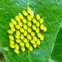 Eggs Of Leaf Beetle