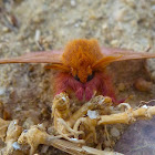 Hylesia Silk Moth