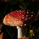 Fly agaric (mature)