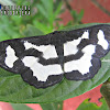 Geometrid Moth