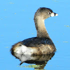 Pied-billed Grebe