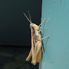 Velvet-striped Grasshopper
