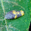 Hoverfly larva