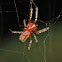 Communal Spider