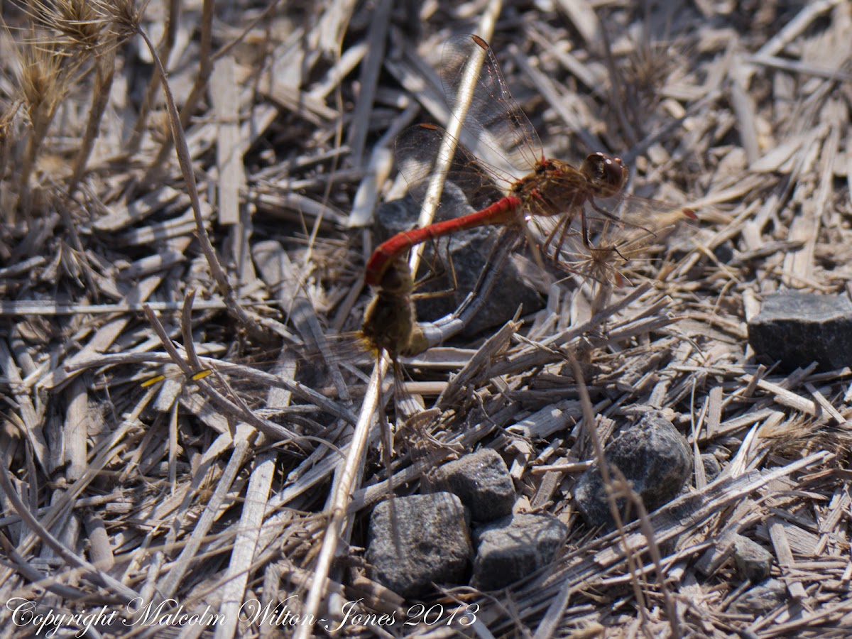 Southern Darter Dragonfly