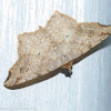 Common angle moth