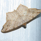 Common angle moth