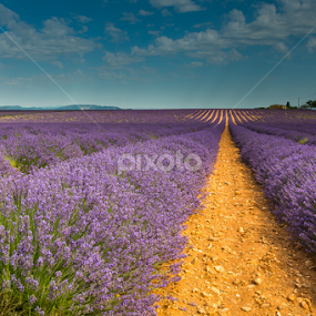 Levander fields by Miroslav Havelka - Landscapes Prairies, Meadows & Fields