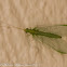 Green Lacewing