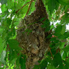 Black Sunbird (Nest)