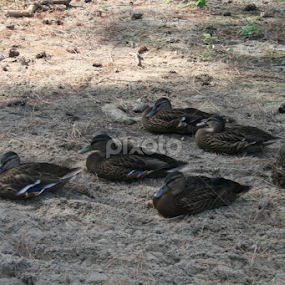 Morning duck meeting by Dianne Collins - Animals Birds