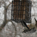 Red-bellied Woodpecker